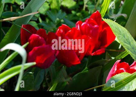 Red Triumph Tulpe Seadov blüht in einem Frühlingsgarten. April Großbritannien Stockfoto