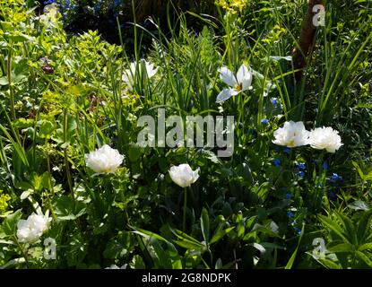 Doppelte weiße Tulpen in einem Frühlingsgarten Großbritannien April Stockfoto