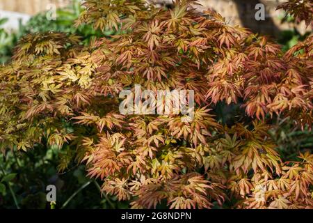 Acer palmatum Orange Dream in einem Frühlingsgarten April UK Stockfoto