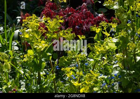 Smyrnium perfoliatum, rotes acer palmatum dissectum rubra und Forget-me-nots (Mysotis) in einem Frühlingsgarten im April Stockfoto