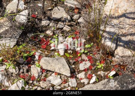 Gruppe von Drosera trinervia wächst unter Felsen auf dem Bain's Kloof Pass im westlichen Kap von Südafrika Stockfoto