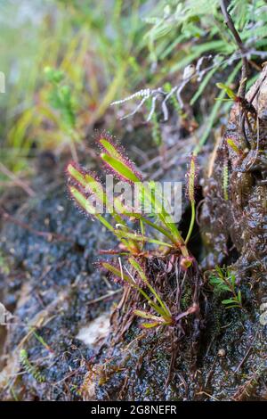 Südafrikanische Wildblume: Drosera capensis, eine fleischfressende Pflanze, wächst im Bain's Kloof am Westkap von Südafrika Stockfoto