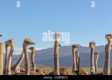 Köpfe des gemeinen Straußes in der Nähe von Tulbagh im westlichen Kap von Südafrika Stockfoto