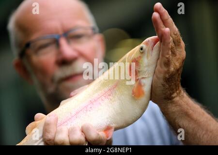 09. Juli 2021, Sachsen-Anhalt, Altenbrak: Jörg Handschak vom Forellenhof Zordel hält eine goldene Forelle in den Händen. Diese Forellenart wird hauptsächlich für den Fischfang gezüchtet. Rund 130 Tonnen Regenbogenforelle und Lachsforelle wachsen jährlich in 42 Zuchtteichen der Anlage, die über eine konstante Versorgung mit frischem Wasser aus dem Bode-Fluss im Harz verfügt. Mit computergesteuerten Wasserwerten erreichen die Tiere unter konstanten Lebensbedingungen ihr Gewicht von 300 bis 400 Gramm. Das Besondere an der Fischfarm ist die ständige Versorgung mit frischem Wasser. Forellen wurden in der Fac gezüchtet Stockfoto
