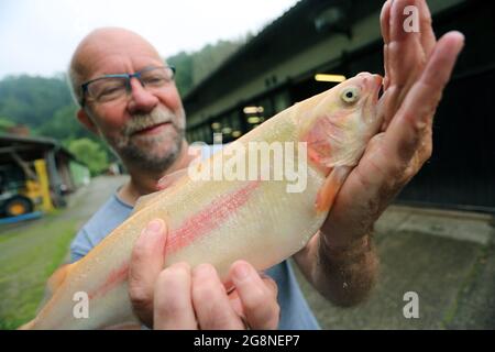 09. Juli 2021, Sachsen-Anhalt, Altenbrak: Jörg Handschak vom Forellenhof Zordel hält eine goldene Forelle in den Händen. Diese Forellenart wird hauptsächlich für den Fischfang gezüchtet. Rund 130 Tonnen Regenbogenforelle und Lachsforelle wachsen jährlich in 42 Zuchtteichen der Anlage, die über eine konstante Versorgung mit frischem Wasser aus dem Bode-Fluss im Harz verfügt. Mit computergesteuerten Wasserwerten erreichen die Tiere unter konstanten Lebensbedingungen ihr Gewicht von 300 bis 400 Gramm. Das Besondere an der Fischfarm ist die ständige Versorgung mit frischem Wasser. Forellen wurden in der Fac gezüchtet Stockfoto