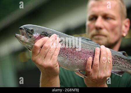09. Juli 2021, Sachsen-Anhalt, Altenbrak: Daniel Schwank von der Forellenfarm Zordel hält eine Lachsforelle in den Händen. Diese Forellenart wird hauptsächlich für den Fischfang gezüchtet. Rund 130 Tonnen Regenbogenforelle und Lachsforelle wachsen jährlich in 42 Zuchtteichen der Anlage, die über eine konstante Versorgung mit frischem Wasser aus dem Bode-Fluss im Harz verfügt. Mit computergesteuerten Wasserwerten erreichen die Tiere unter konstanten Lebensbedingungen ihr Gewicht von 300 bis 400 Gramm. Das Besondere an der Fischfarm ist die ständige Versorgung mit frischem Wasser. Forellen wurden in der Fac gezüchtet Stockfoto