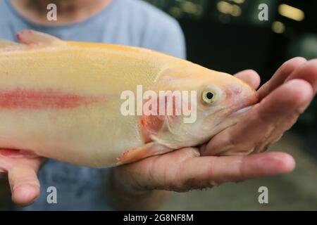 09. Juli 2021, Sachsen-Anhalt, Altenbrak: Jörg Handschak vom Forellenhof Zordel hält eine goldene Forelle in den Händen. Diese Forellenart wird hauptsächlich für den Fischfang gezüchtet. Rund 130 Tonnen Regenbogenforelle und Lachsforelle wachsen jährlich in 42 Zuchtteichen der Anlage, die über eine konstante Versorgung mit frischem Wasser aus dem Bode-Fluss im Harz verfügt. Mit computergesteuerten Wasserwerten erreichen die Tiere unter konstanten Lebensbedingungen ihr Gewicht von 300 bis 400 Gramm. Das Besondere an der Fischfarm ist die ständige Versorgung mit frischem Wasser. Forellen wurden in der Fac gezüchtet Stockfoto