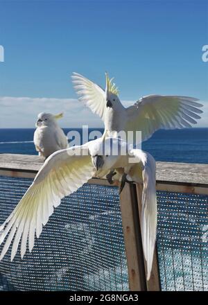 Cocockatoos mit Schwefel-Crested Handelsplätze an der Küste Stockfoto