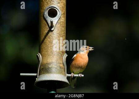 Ein sonnenbeschienenen männlichen Buchfinken (buntes Gefieder), der auf dem Futterhäuschen für Gartenvögel sitzt (Sonnenblumenkerne im Schnabel) - West Yorkshire, England, Großbritannien. Stockfoto