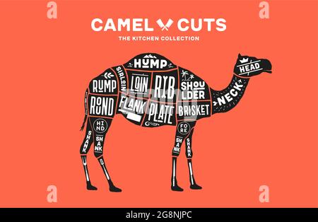 Kamel, Dromedar. Schema, Diagramm, Kamelkarte, Metzgerführer. Poster für Kicthen- oder Bar-Wandgestaltung. Vintage Retro-Print, Art Typography mit Kamelzeichnung, Old School Style. Vektorgrafik Stock Vektor