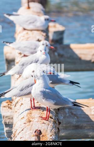 Eine Reihe von Möwen liegt auf einem alten Seebrücke. Möwen ruhen auf dem Wellenbrecher. Die europäische Heringsmöwe, Larus argentatus Stockfoto
