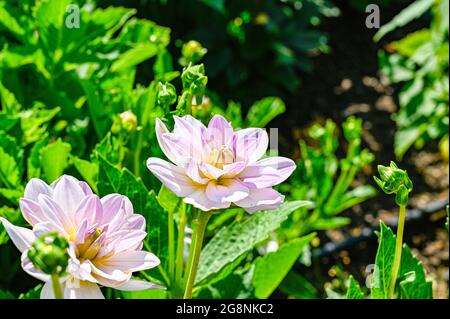 Dahlia genannt Dämmerung Zeit in Uppsale botanischen Garten juli 16 2021 Stockfoto