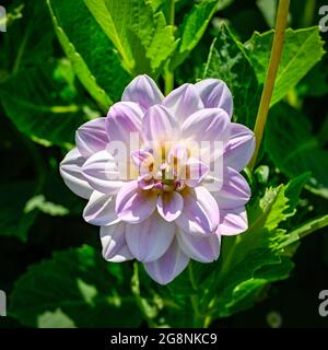 Dahlia genannt Dämmerung Zeit in Uppsale botanischen Garten juli 16 2021 Stockfoto