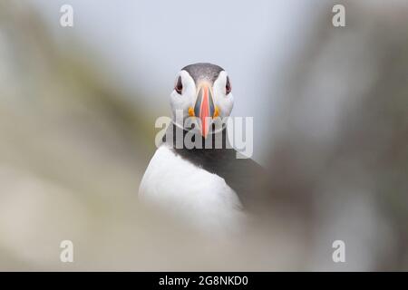 Papageitaucher-Porträt Stockfoto