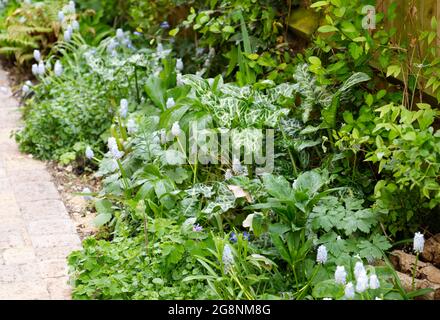 Frisches grünes Laub, variiertes Arum Italicum und hellblaue Muscari Valerie Finnis (Traubenhyazinthe) in einem Frühlingsgarten Großbritannien April Stockfoto