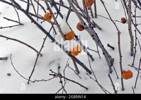 Hochwinkelige Aufnahme von getrockneten Ästen mit orangefarbenen Früchten, die von Schnee bedeckt sind Stockfoto