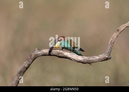 Bienenfresser; Merops apiaster; mit Biene; Ungarn Stockfoto