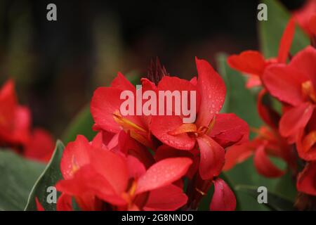 Canna indica Pflanze rot blühend Stockfoto