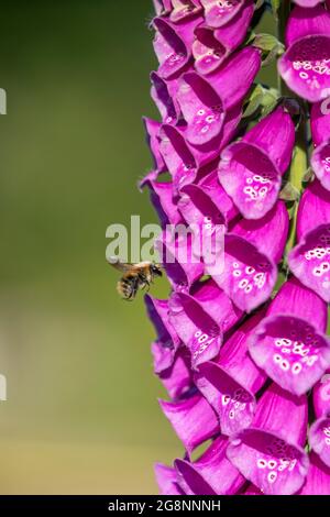 Carder Bee; Bombus pascuorum; auf Foxglove Blume; Großbritannien Stockfoto