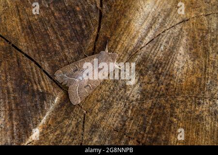 Gewöhnlicher Quäker Moth; Orthosia cerasi; Großbritannien Stockfoto