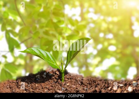 Junger Baum wächst auf Natur Bokeh hellen Hintergrund. Green Earth Day Konzept. Stockfoto