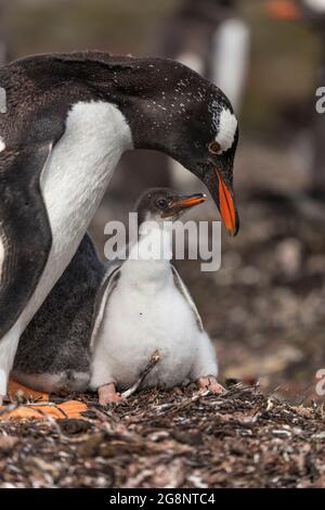 Gentoo Penguin; Pygoscelis papua; mit Küken; Falkland; Stockfoto