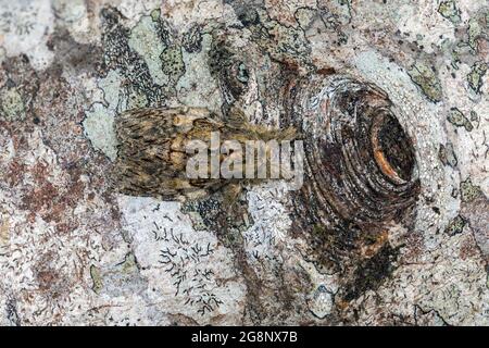 Große prominente Motte; Peridea anceps; auf Holz; Großbritannien Stockfoto