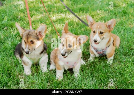 Porträt von drei Welpen der Corgi Rasse im Sommer auf einem Hintergrund von Gras Stockfoto