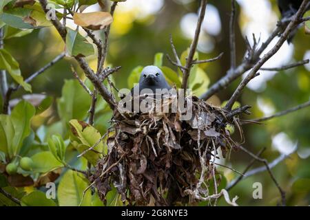 Kleiner Noddy; Anous tenuirostris; auf Nest; Seychellen Stockfoto