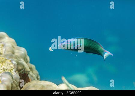 Moon Wrasse; Thalassoma lunare; Malediven Stockfoto