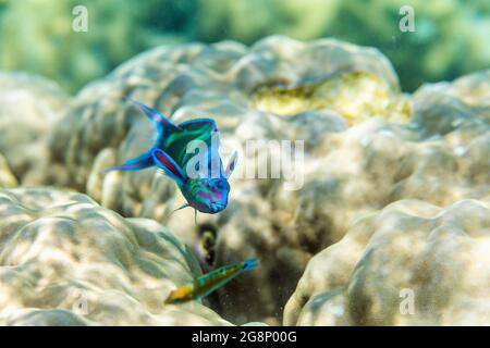 Moon Wrasse; Thalassoma lunare; Malediven Stockfoto