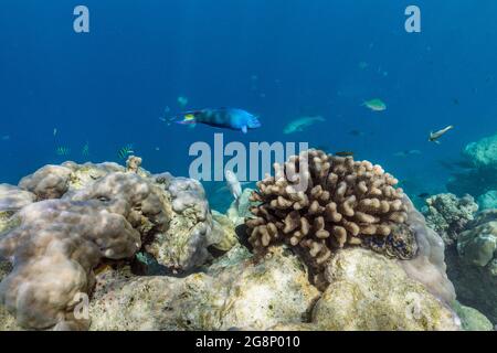 Moon Wrasse; Thalassoma lunare; Malediven Stockfoto