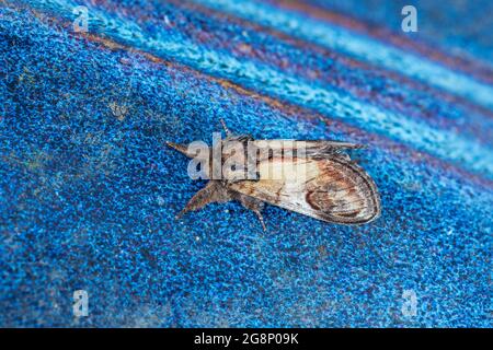 Pebble prominent Moth; Notodonta ziczac; On Blue Pot; Großbritannien Stockfoto