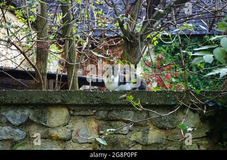 Katze liegt an einer Wand. Katze ruht auf einer Außenwand. Wilde Katze thront auf einer von Natur umgebenen Mauer vor dem Haus. Katze liegt auf Steinmauer. Stockfoto