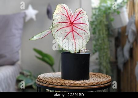 Wunderschöne exotische „Caladium White Queen“-Pflanze mit weißen Blättern und rosa Adern in schwarzem Blumentopf auf dem Balkon Stockfoto