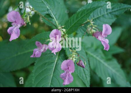 Blätter verschiedener Pflanzen ragen in der reinen Natur während der Sommersaison aus Stockfoto