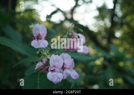 Blätter verschiedener Pflanzen ragen in der reinen Natur während der Sommersaison aus Stockfoto