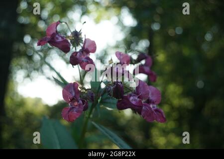 Blätter verschiedener Pflanzen ragen in der reinen Natur während der Sommersaison aus Stockfoto