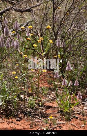 Cobar Australia, Buschland im Frühling mit Wildblumen, einschließlich rosa Mulla und Strohblumen Stockfoto