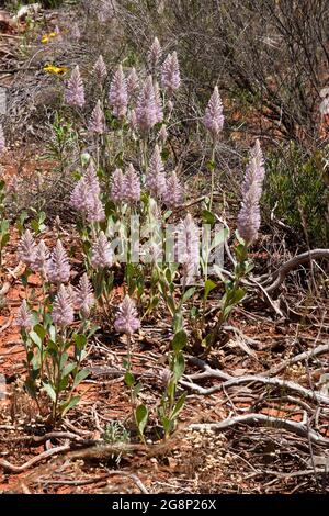 Cobar Australia, blühende rosa Mulla-Mulla-Wildblumen im Buschland Stockfoto