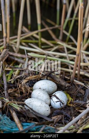 Ein Greifling (Podicipediformes) brütet mit Eiern, die auf dem Wasser zwischen dem Schilf gebaut wurden Stockfoto