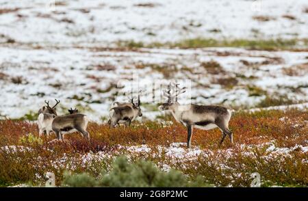 Kleine Gruppe von Rentieren im Herbstschnee entlang der Wildnisstraße in Schweden Stockfoto