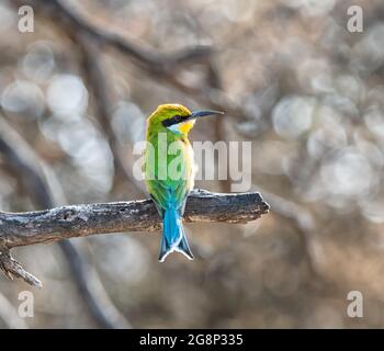 Ein Schwalbenschwanz-Bienenfresser, der in einem Baum im südlichen Afrika thront savannah Stockfoto