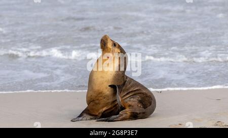 Eine Kuhrobbe, die am 11. Mai 2021 auf Kangaroo Island South Australia auf dem Sand ruht Stockfoto