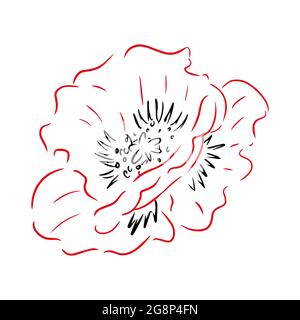 Von Hand gezeichnete Illustration mit Mohnblume. Strichkunst isoliert auf weißem Hintergrund. Stock Vektor
