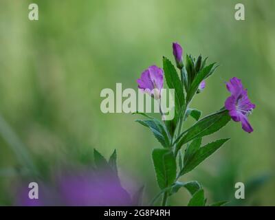 Große Weidenkräuter - Epilobium Hrsutum. Eine hohe und haarige Pflanze zeigt hübsche rosa-cremefarbene Blüten. Es kann an feuchten Orten wie nassem Gras gefunden werden. Stockfoto