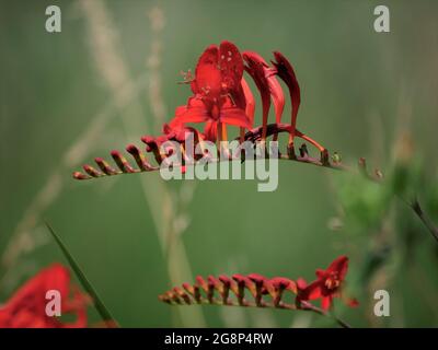 Rote Stachelblumen - Crocosmia mit feuerroten Blüten Stockfoto