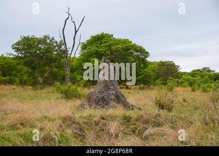 Ein großer Termitenhügel im Hwange National Park, Simbabwe Stockfoto