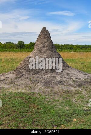 Ein großer Termitenhügel im Hwange National Park, Simbabwe Stockfoto