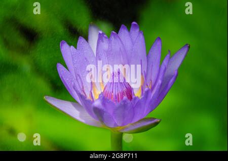 In einer kleinen Pfütze mit verschwommenem grünem Pad im Hintergrund regnet es auf violettem Lotus Stockfoto